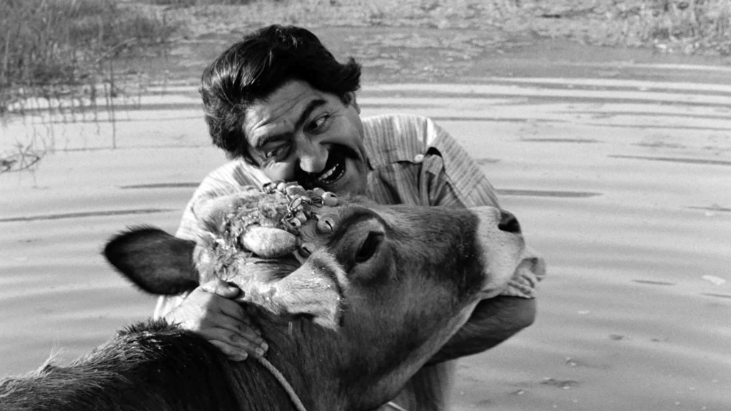 The Cow (1969) by Dariush Mehrjui: Part 1 — Adaptation and Modernism in Iranian Cinema